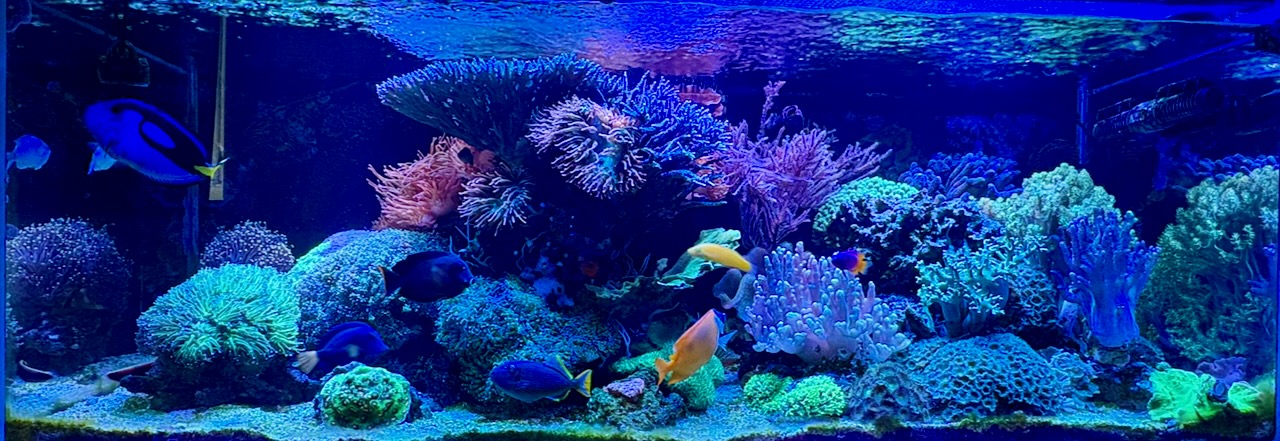 My reef tank